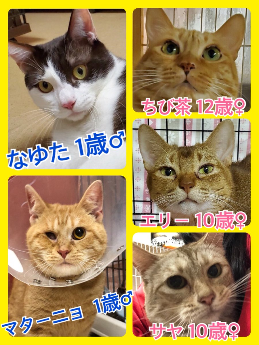 🐾今日の里親様募集中ニャンコ🐱メンバーです🐾2020,3,26